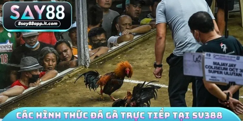 Các hình thức đá gà trực tiếp tại SV388