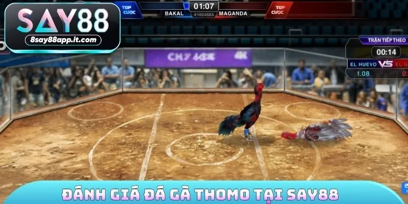 Đánh giá đá gà thomo tại SAY88