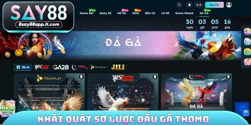 Khái quát sơ lược đấu gà thomo