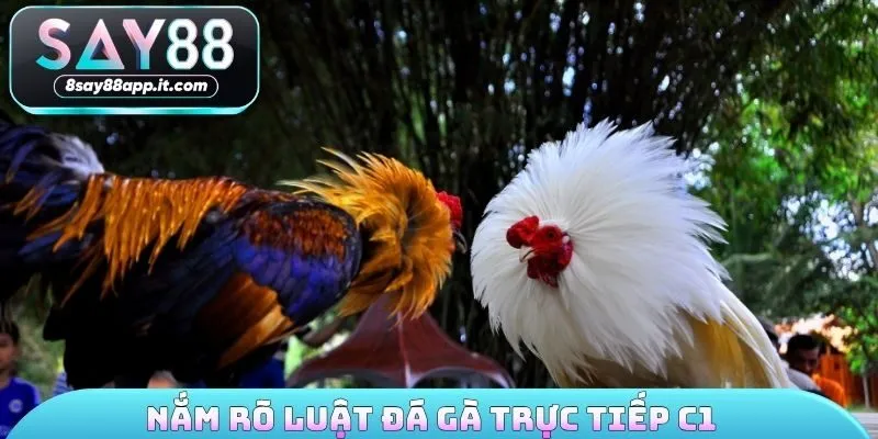 Nắm rõ luật đá gà trực tiếp C1